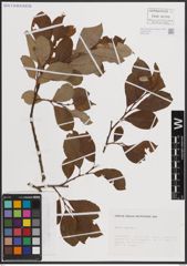 Foto von Salix caprea L.